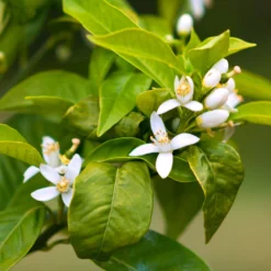 Smith Red Orange -Deals The Flora Sprout Store Smith Red Orange 7