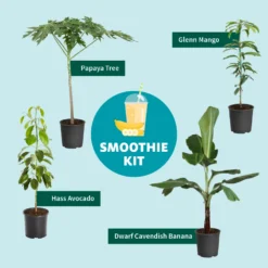 Smoothie Kit 12 Smoothie Kit -Deals The Flora Sprout Store SmoothieKitGraphic