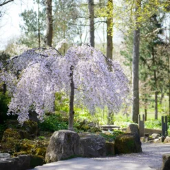 Snow Fountains® Weeping Cherry Tree 11 Snow Fountains® Weeping Cherry Tree -Deals The Flora Sprout Store Snow Fountains Weeping Cherry 8