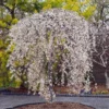 Snow Fountains® Weeping Cherry Tree -Deals The Flora Sprout Store Snow Fountains Weeping Cherry FGT 600x600 b932e64b fb28 4b2a b164 ea90e6be8b0b