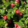 Spring's Promise Camellia Shrub 1 Spring's Promise Camellia Shrub -Deals The Flora Sprout Store Springs Promise Camellia FGT 600x600 d29ce902 4f0b 490d 83b6 d5aec228894c