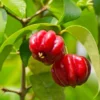 Star Cherry Tree (Pitanga) 1 Star Cherry Tree (Pitanga) -Deals The Flora Sprout Store Star Cherry FGT 600x600 f143a9b6 ebfe 4840 bad7 417d61a625e0