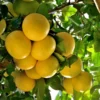 Star Ruby Grapefruit Tree 1 Star Ruby Grapefruit Tree -Deals The Flora Sprout Store Star Grapefruit 3600x600jpg