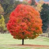 Sugar Maple Tree