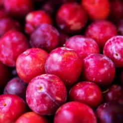 Superior Plum Tree 10 Superior Plum Tree -Deals The Flora Sprout Store Superior Plum 3