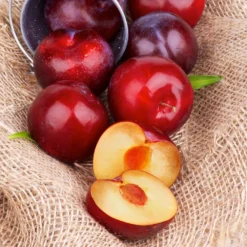 Superior Plum Tree 13 Superior Plum Tree -Deals The Flora Sprout Store Superior Plum 4