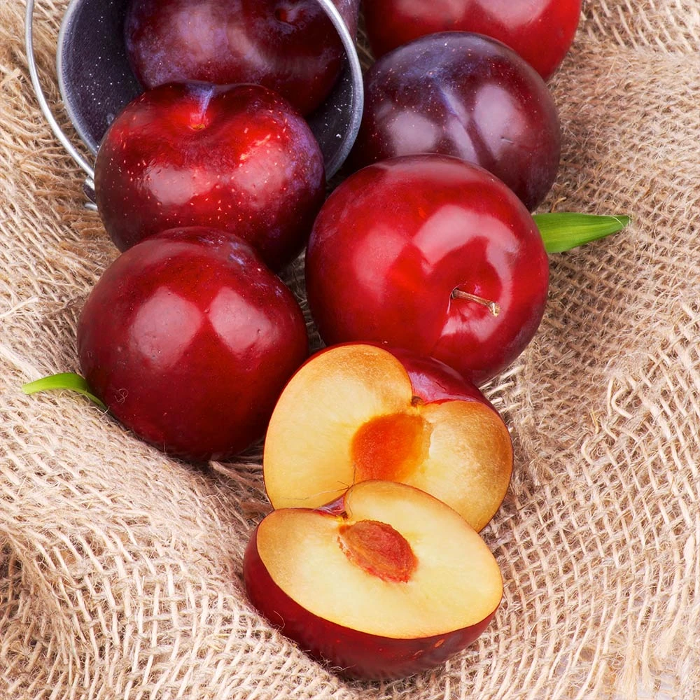 Superior Plum Tree 8 Superior Plum Tree - Image 6