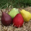 3-in-1 Pear Surprise Tree 2 3-in-1 Pear Surprise Tree -Deals The Flora Sprout Store Suprise Pear 600x600 72e77b94 c6a5 41aa a4ab ff50c142a903