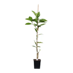 Tangelo Tree 12 Tangelo Tree -Deals The Flora Sprout Store TAN TRE 12 1QT scaled