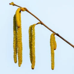 Theta Filbert Hazelnut -Deals The Flora Sprout Store THeta FIlbert Hazelnut 3