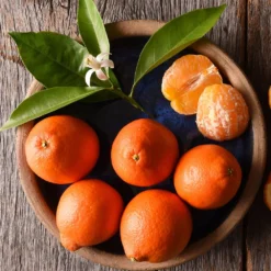 Tangelo Tree 11 Tangelo Tree -Deals The Flora Sprout Store Tangelo 1 FGT