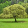 Joan Lionetti Texas Live Oak -Deals The Flora Sprout Store Texas Live oak 600x600 8c530c2a c374 4702 9654 9b6645f3f7fc