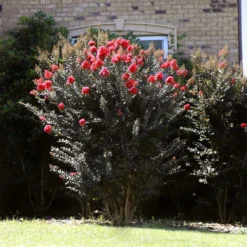 Thunderstruck™ Coral Boom™ Crape Myrtle Tree 9 Thunderstruck™ Coral Boom™ Crape Myrtle Tree -Deals The Flora Sprout Store Thunderstruck Coral Bloom 2