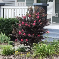 Thunderstruck™ Coral Boom™ Crape Myrtle Tree 8 Thunderstruck™ Coral Boom™ Crape Myrtle Tree -Deals The Flora Sprout Store Thunderstruck Coral Bloom 6