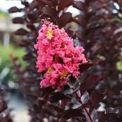 Thunderstruckâ„¢ Coral Boomâ„¢ Crape Myrtle Tree