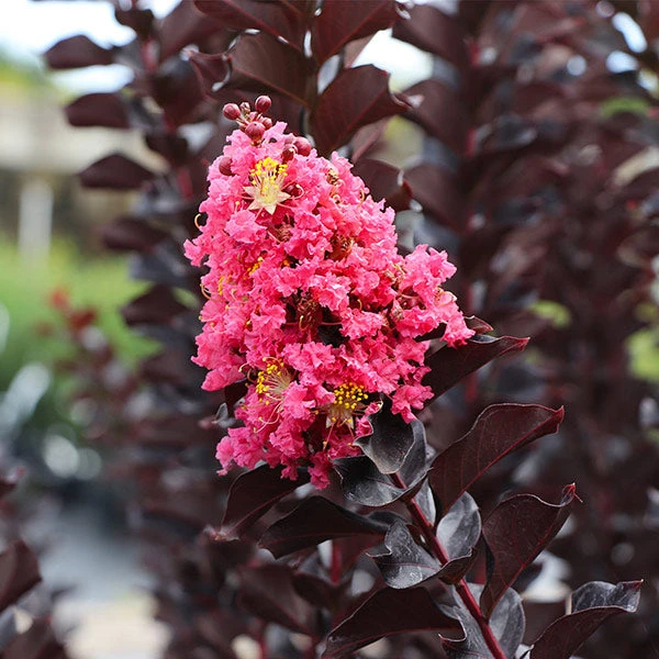 Thunderstruck™ Coral Boom™ Crape Myrtle Tree 3 Thunderstruck™ Coral Boom™ Crape Myrtle Tree