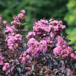 Thunderstruck™ Lavender Blast™ Crape Myrtle Tree -Deals The Flora Sprout Store Thunderstruck Lavender Blast 2 FGT