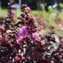 Thunderstruck™ Lavender Blast™ Crape Myrtle Tree -Deals The Flora Sprout Store Thunderstruck Lavender Blast 5 FGT