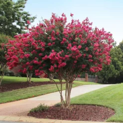 Tonto Crape Myrtle Tree 10 Tonto Crape Myrtle Tree -Deals The Flora Sprout Store Tonto Crape Myrtle 2