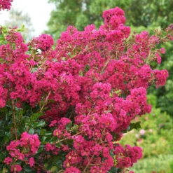 Tonto Crape Myrtle Tree 11 Tonto Crape Myrtle Tree -Deals The Flora Sprout Store Tonto Crape Myrtle 5 FGT