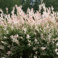 Tri-Color Willow Tree 9 Tri-Color Willow Tree -Deals The Flora Sprout Store Tri color Willow 1 FGT 7d486ca6 2975 4fd2 8639 4e87e9aac05c