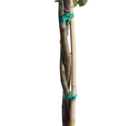 Fuji & Haralson Twisted Apple Tree 9 Fuji & Haralson Twisted Apple Tree -Deals The Flora Sprout Store Twisted Apple CU 75158d59 8261 42d2 ad8a ae814d607412