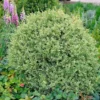 Variegated Boxwood Shrub 2 Variegated Boxwood Shrub -Deals The Flora Sprout Store Variegated Boxwood FGT 600x600 15885245 1f25 4136 b802 41814201f8b5