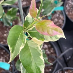 Pink Variegated Eureka Lemon Bush -Deals The Flora Sprout Store Variegated Pink Eureka 7 dbfb1cfe f5d9 45c1 aac9 7809e00cecc3