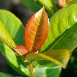 Volcano Cherry Laurel -Deals The Flora Sprout Store Volcano Laurel 1