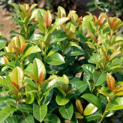 Volcano Cherry Laurel -Deals The Flora Sprout Store Volcano Laurel 3 FGT