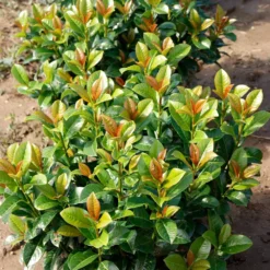 Volcano Cherry Laurel -Deals The Flora Sprout Store Volcano Laurel 4