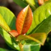 Volcano Cherry Laurel 1 Volcano Cherry Laurel -Deals The Flora Sprout Store Volcano Laurel FGT 600x600 5b1227ca 084f 4e2e 90ae 343c02974e7c