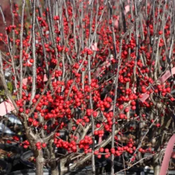 Winter Red Winterberry Holly Shrub 14 Winter Red Winterberry Holly Shrub -Deals The Flora Sprout Store WInter Red winterberry 3G