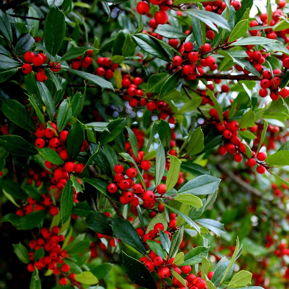 Winter Red Winterberry Holly Shrub 5 Winter Red Winterberry Holly Shrub - Image 3