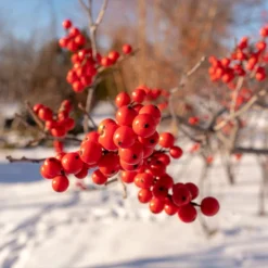 Winter Red Winterberry Holly Shrub