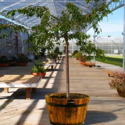 Weeping Extraordinaire™ Cherry Tree 11 Weeping Extraordinaire™ Cherry Tree -Deals The Flora Sprout Store Weeping Extraordinaire Cherry 1