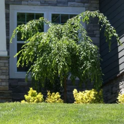 Weeping Extraordinaire™ Cherry Tree 10 Weeping Extraordinaire™ Cherry Tree -Deals The Flora Sprout Store Weeping Extraordinaire Cherry 4