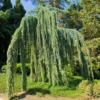 Weeping Blue Atlas Cedar Tree -Deals The Flora Sprout Store Weeping Blue atlas Cedar FGT 600x600 620d59be 203f 4004 b56d 59c520d54305
