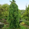 Weeping Norway Spruce Tree 2 Weeping Norway Spruce Tree -Deals The Flora Sprout Store Weeping Norway SPruce FGT 600x600 d111cbd0 5666 4827 8dfd af7284e7506e
