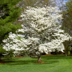 White Dogwood 14 White Dogwood -Deals The Flora Sprout Store White Dogwood 7 FGT