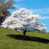 White Dogwood 2 White Dogwood -Deals The Flora Sprout Store White Dogwood FGT 600x600 323552d5 f754 4865 b5dc 608de3e4f1aa