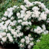 White Rhododendron -Deals The Flora Sprout Store White Rhododendron FGT 600x600 2e6f5762 d561 4abf be22 376d963cbe0f