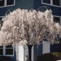 White Weeping Cherry Tree -Deals The Flora Sprout Store White Weeping Cherry 6