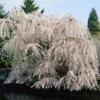 White Weeping Cherry Tree 2 White Weeping Cherry Tree -Deals The Flora Sprout Store White Weeping Cherry FGT 600x600 2772d3e2 e793 4828 9adb a164daf8ea05