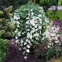 Whitewater Redbud Tree 7 Whitewater Redbud Tree -Deals The Flora Sprout Store Whitewater Redbud 1