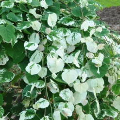 Whitewater Redbud Tree 8 Whitewater Redbud Tree -Deals The Flora Sprout Store Whitewater Redbud 2