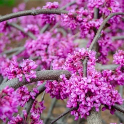 Whitewater Redbud Tree 9 Whitewater Redbud Tree -Deals The Flora Sprout Store Whitewater Redbud 3