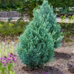Juniper 'Wichita Blue' Tree -Deals The Flora Sprout Store Wichita Blue Juniper 4