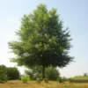Willow Oak Tree 1 Willow Oak Tree -Deals The Flora Sprout Store Willow Oak FGT 600x600 7d354e98 87f3 4b40 9a52 d954f7a224a0