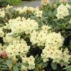 Yellow Rhododendron -Deals The Flora Sprout Store Yellow Rhododendron FGT 600x600 da90324d 690b 4a8b 80bc 906a033d948e
